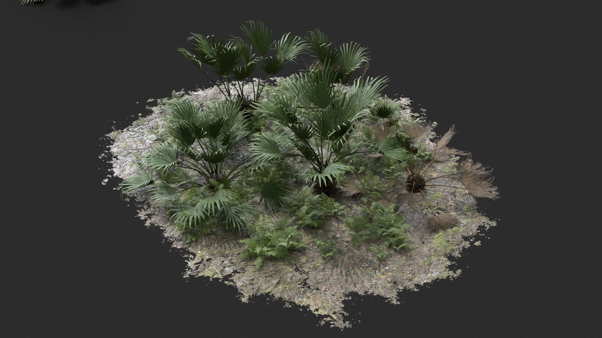 Modular Needle Palm Tree - Rhapidophyllum Hystrix Low-poly 3D model_9
