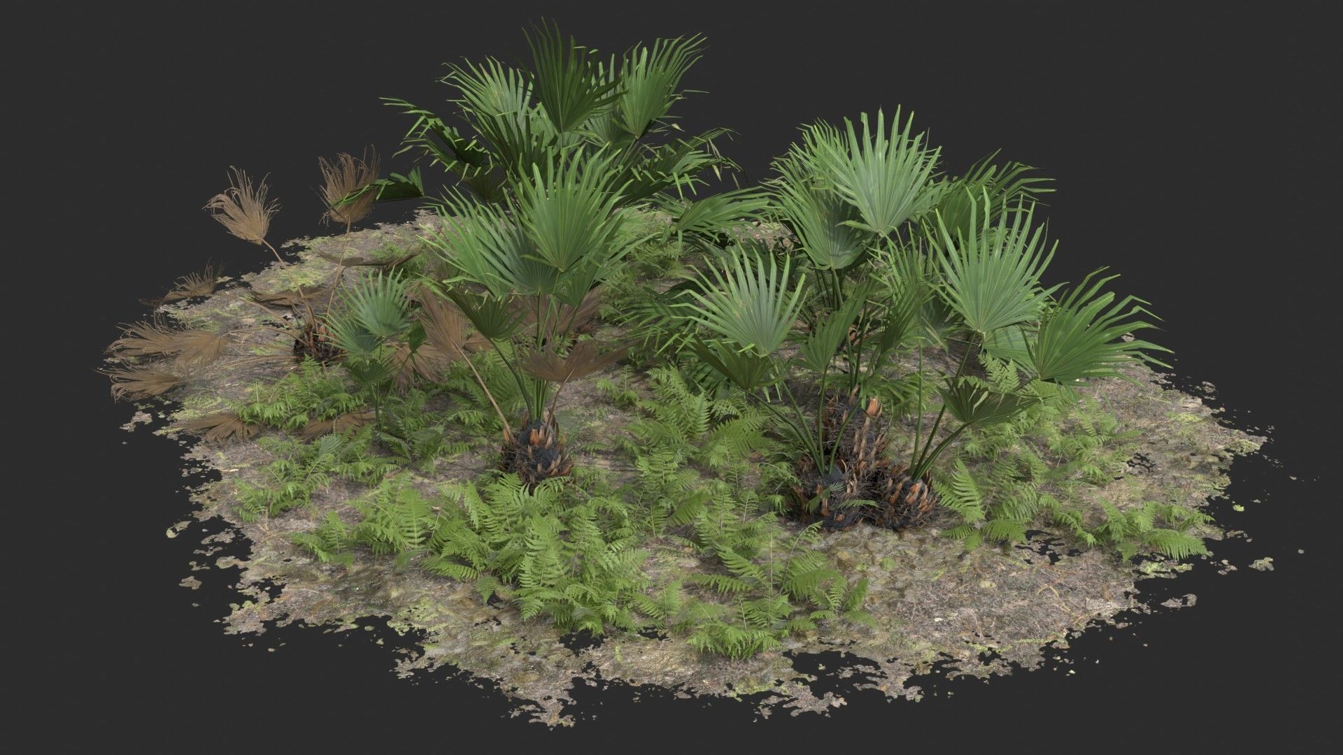 Modular Needle Palm Tree - Rhapidophyllum Hystrix Low-poly 3D model_11