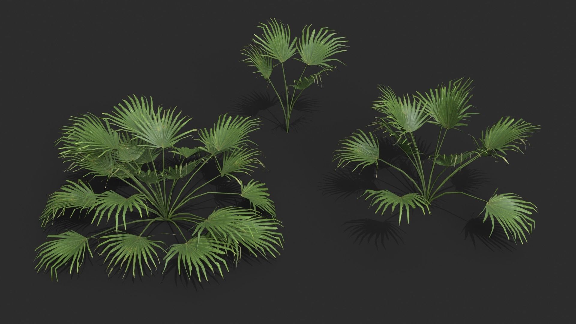 Modular Needle Palm Tree - Rhapidophyllum Hystrix Low-poly 3D model_14