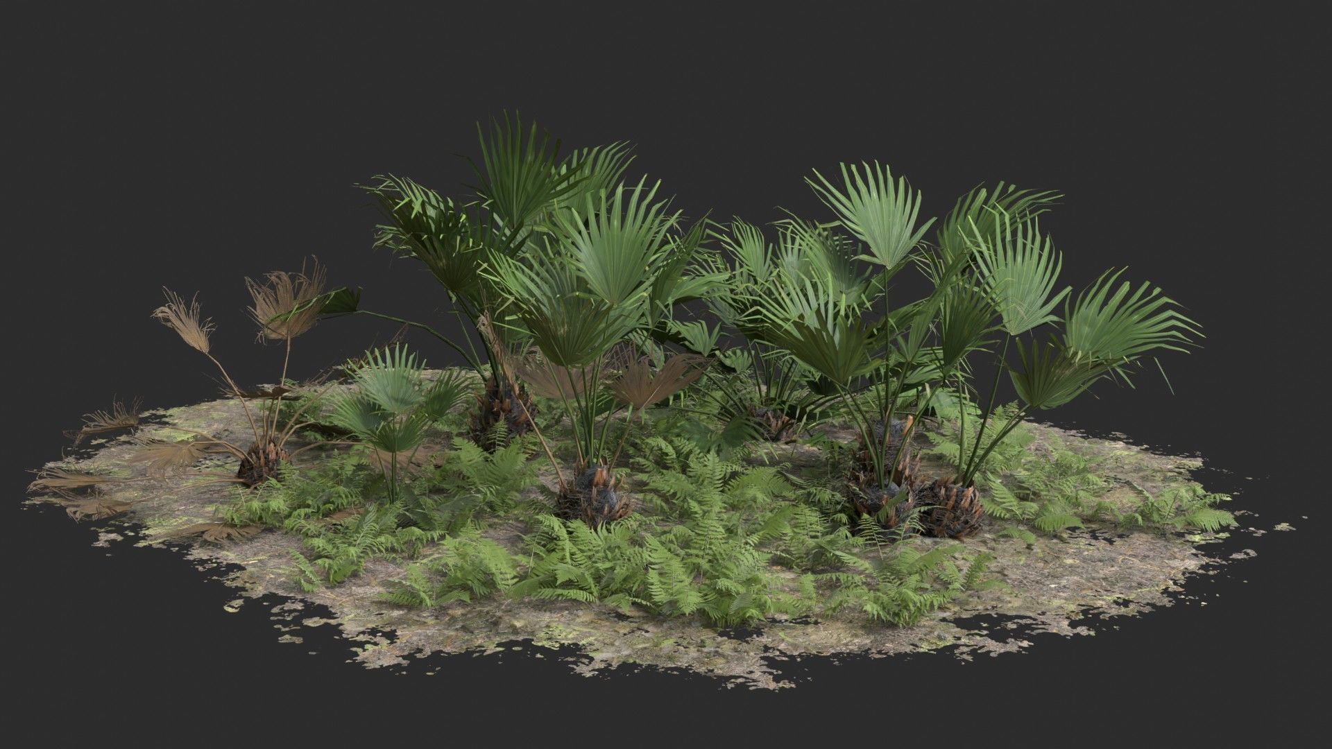 Modular Needle Palm Tree - Rhapidophyllum Hystrix Low-poly 3D model_7
