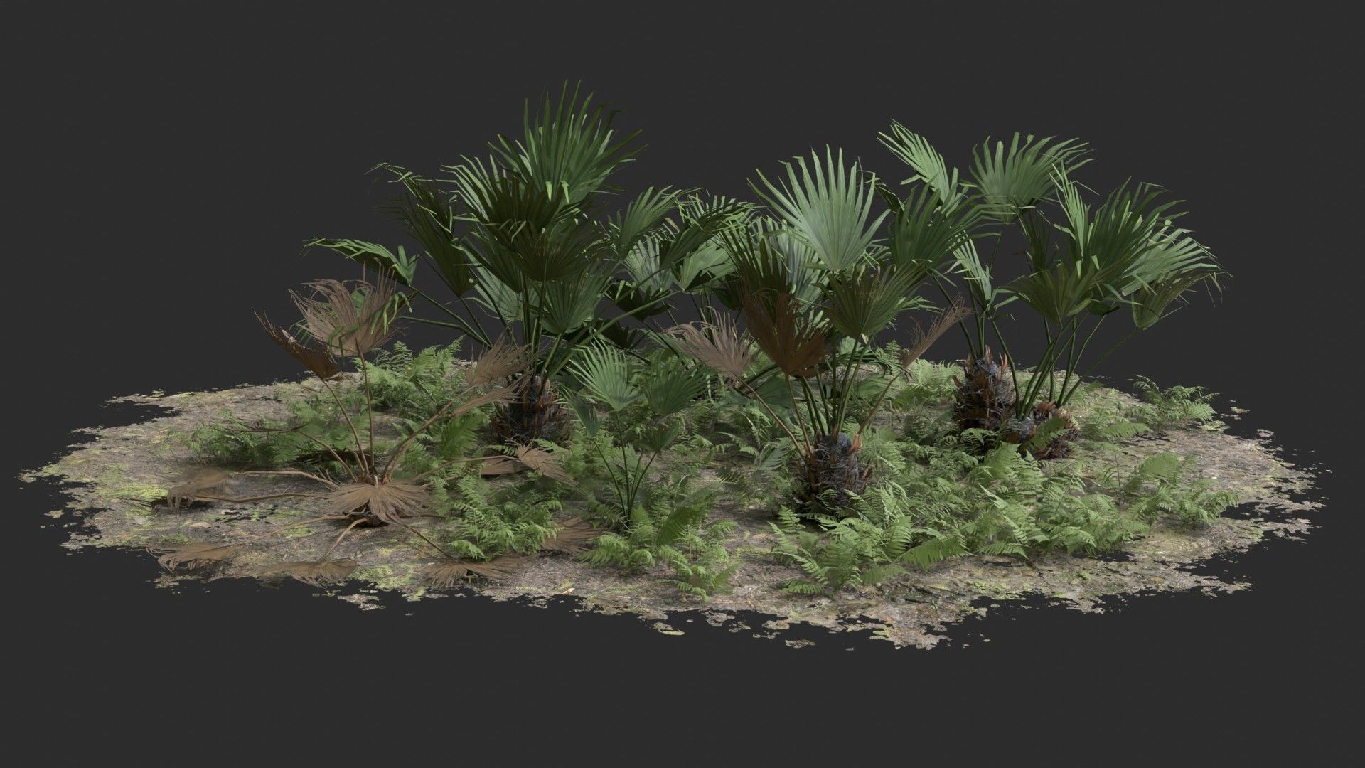 Modular Needle Palm Tree - Rhapidophyllum Hystrix Low-poly 3D model_8