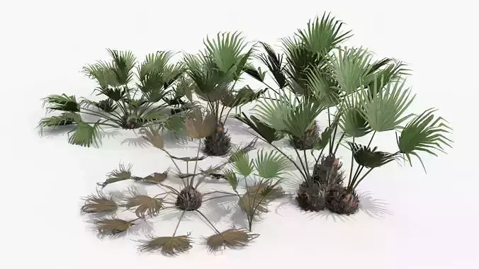 Modular Needle Palm Tree - Rhapidophyllum Hystrix Low-poly 3D model