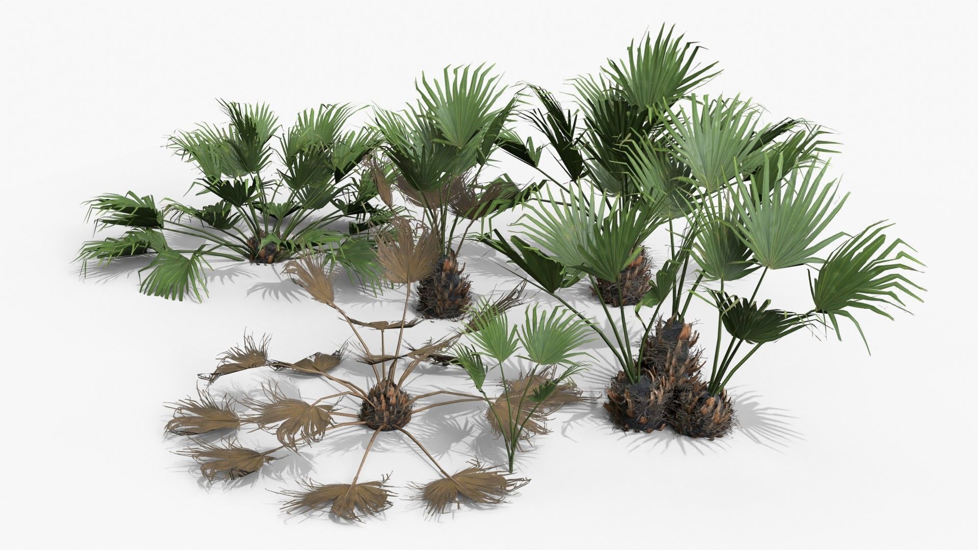 Modular Needle Palm Tree - Rhapidophyllum Hystrix Low-poly 3D model_0