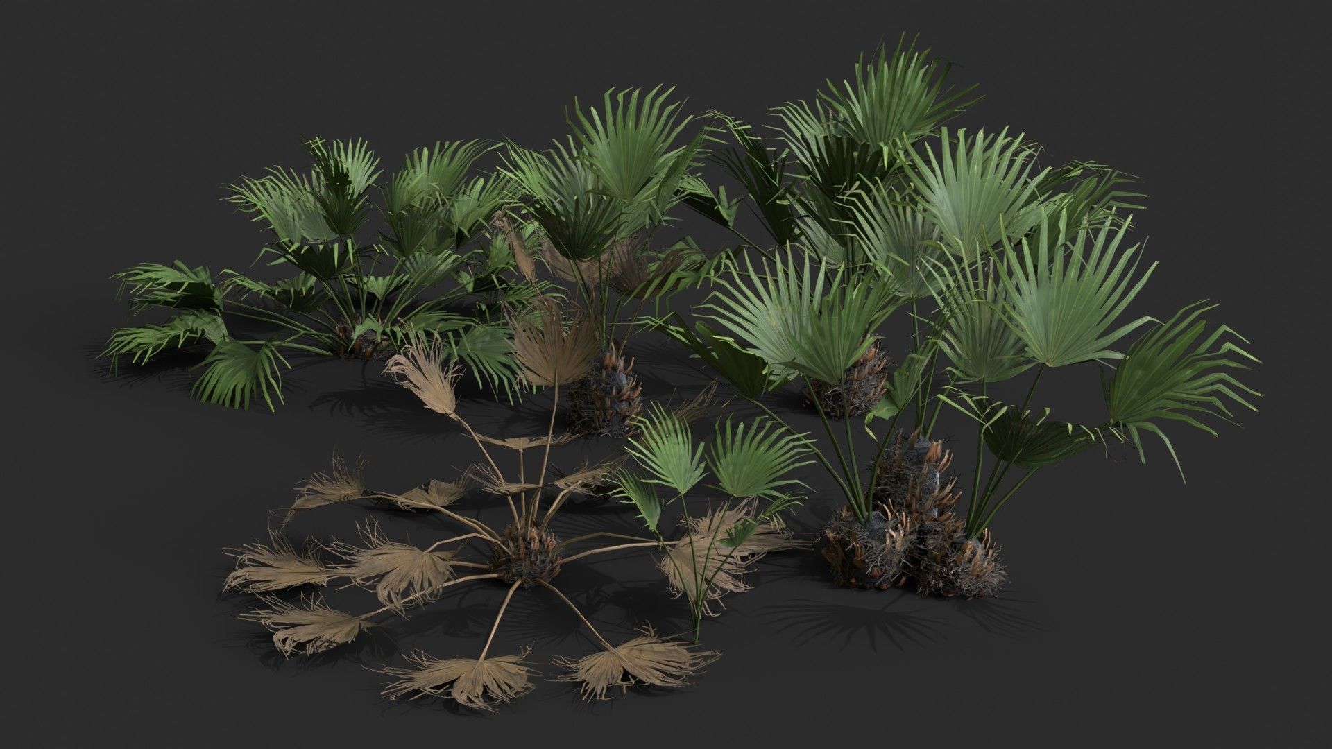 Modular Needle Palm Tree - Rhapidophyllum Hystrix Low-poly 3D model_6