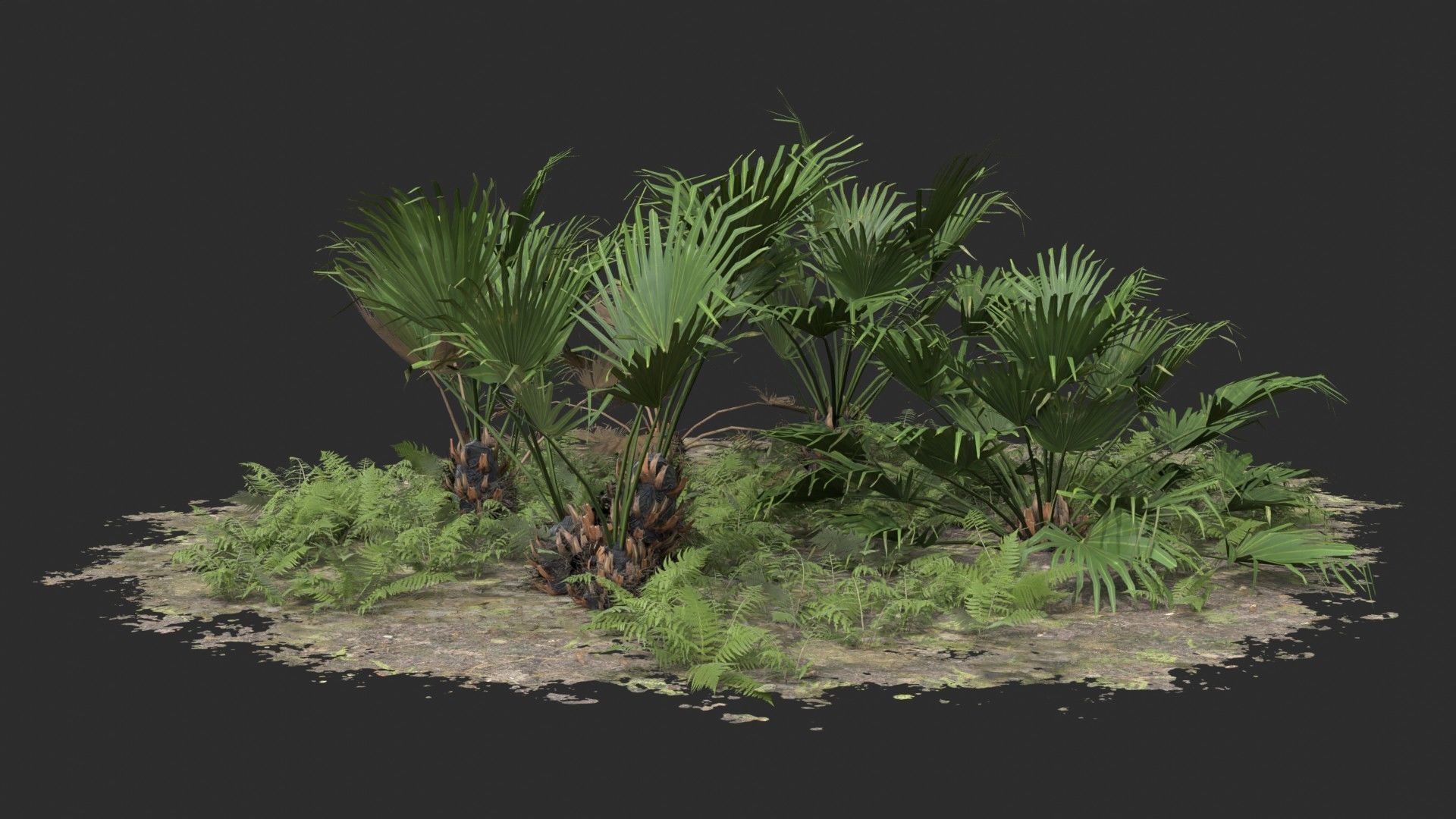 Modular Needle Palm Tree - Rhapidophyllum Hystrix Low-poly 3D model_10