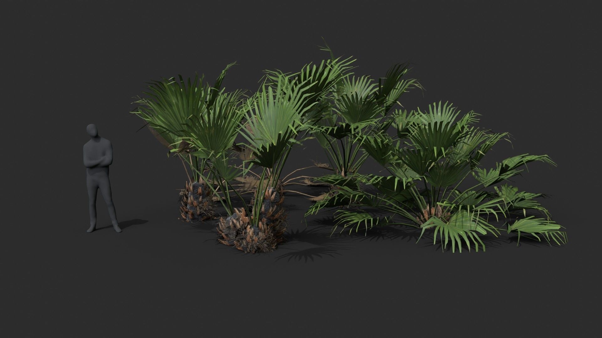 Modular Needle Palm Tree - Rhapidophyllum Hystrix Low-poly 3D model_5