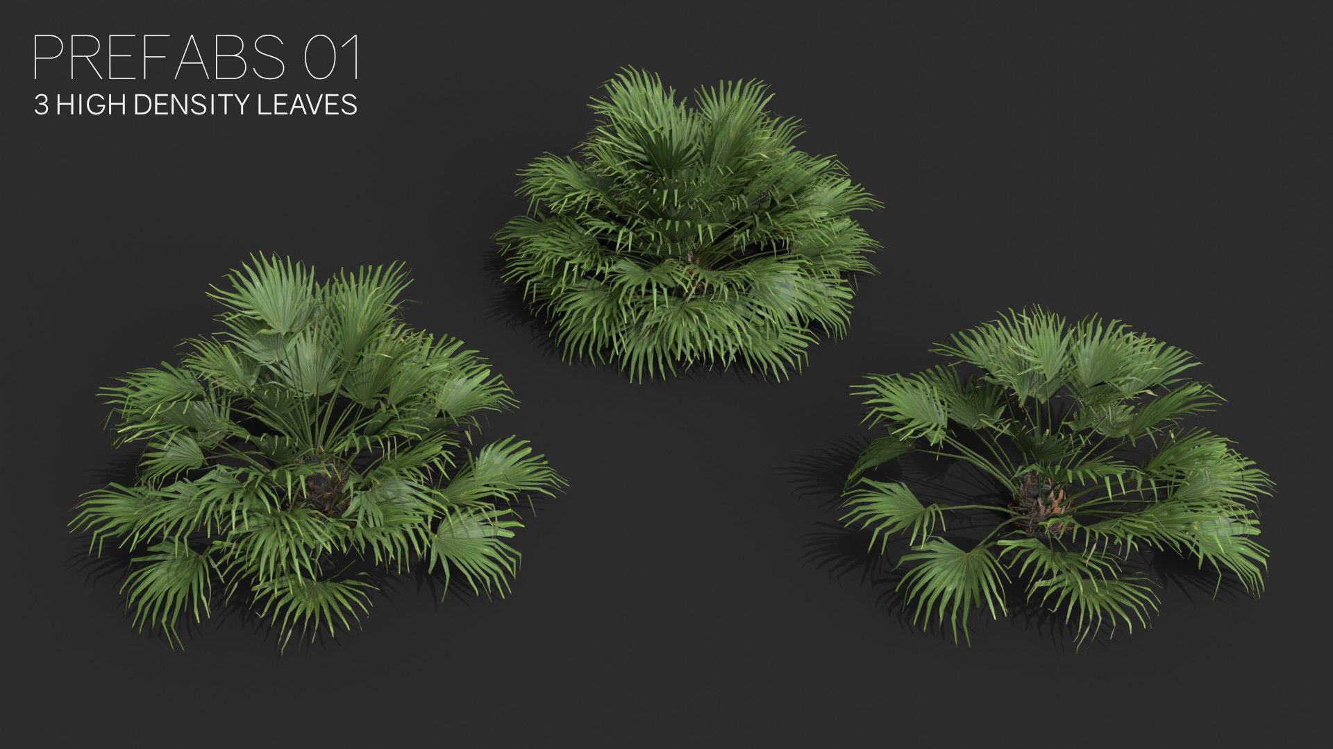 Modular Needle Palm Tree - Rhapidophyllum Hystrix Low-poly 3D model_2