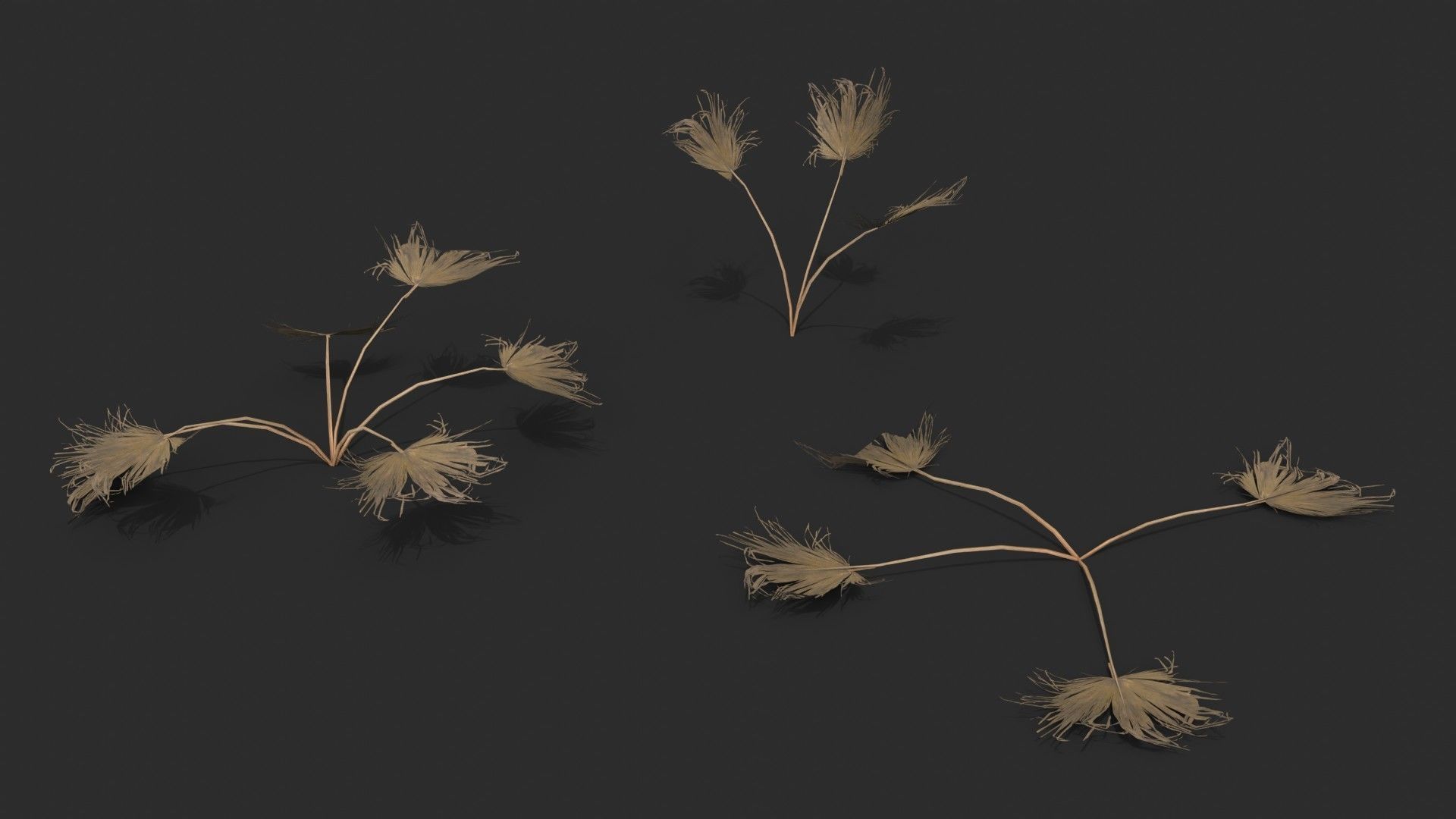 Modular Needle Palm Tree - Rhapidophyllum Hystrix Low-poly 3D model_13