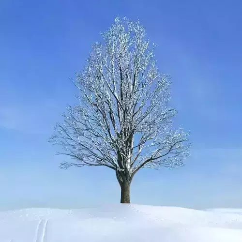 Snow Tree 3D model Snow Tree 3D model
