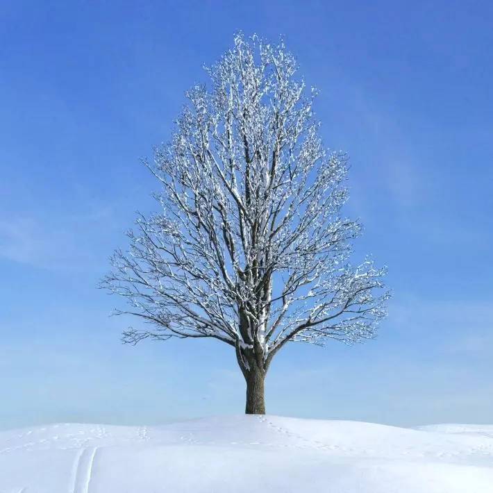 Snow Tree 3D model_0