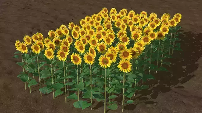 Sunflower plants Low-poly 3D model