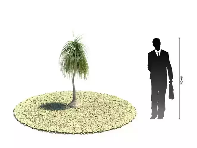 Small Palm Like Tree 3D model