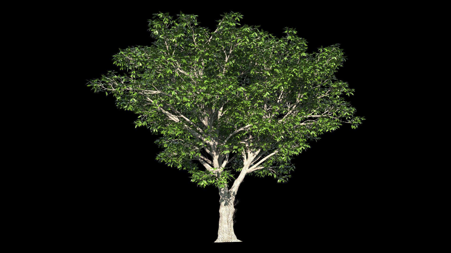 AmericanElm a tree 3D model 3D model_2