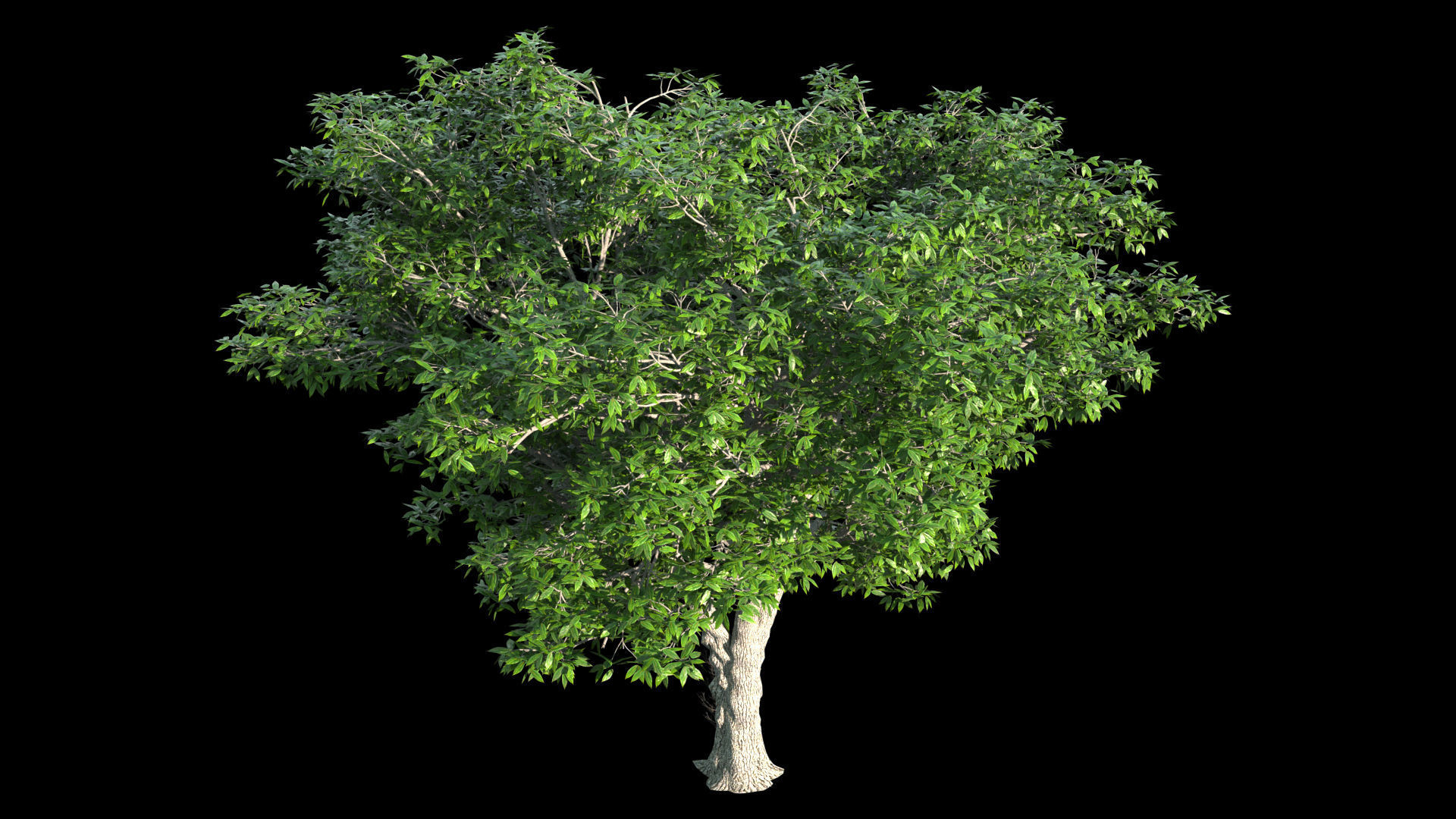 AmericanElm a tree 3D model 3D model_1