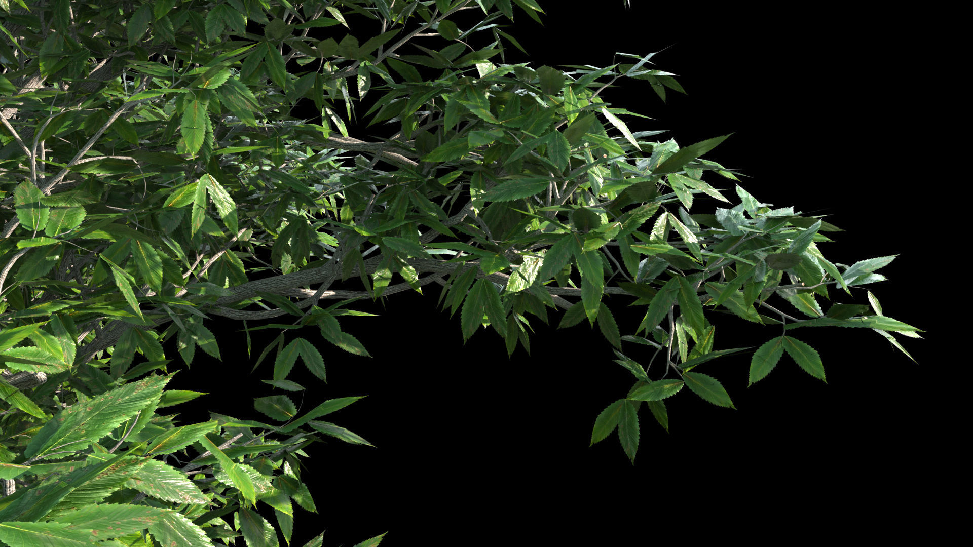 AmericanElm a tree 3D model 3D model_4