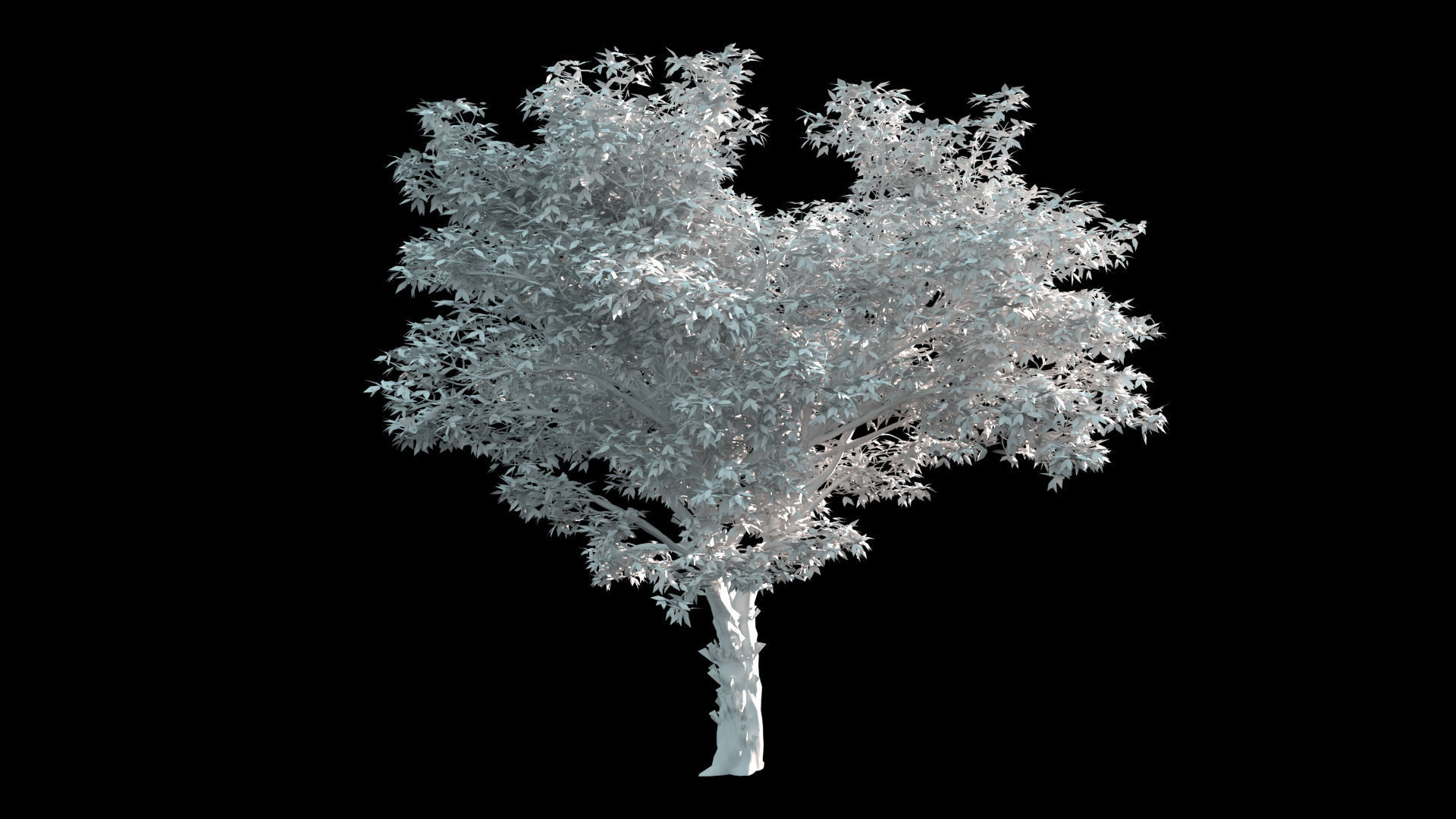 AmericanElm a tree 3D model 3D model_3