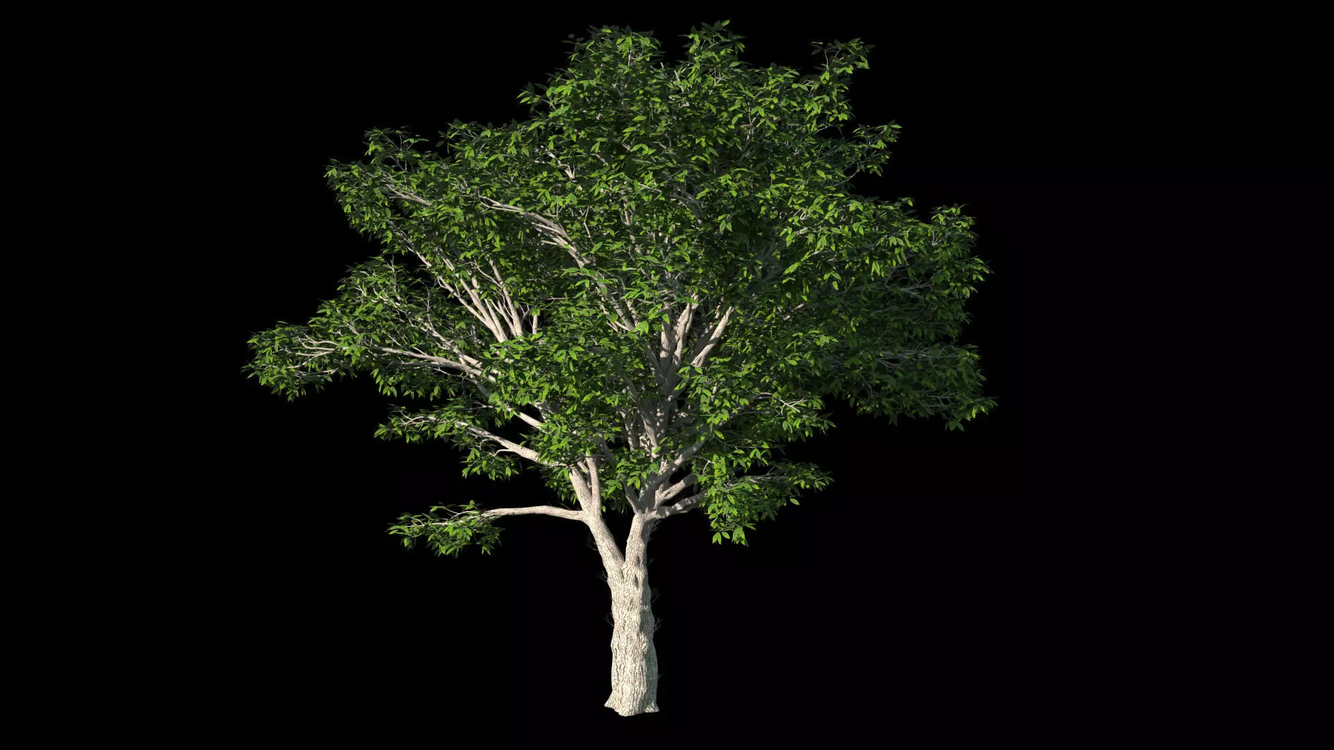 AmericanElm a tree 3D model 3D model_0