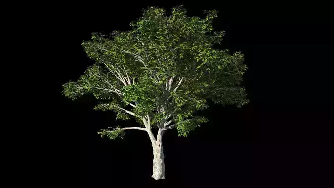 AmericanElm a tree 3D model 3D model
