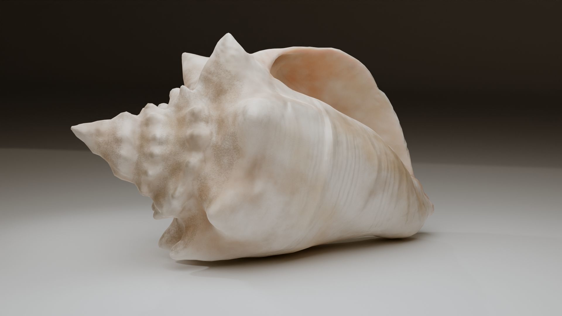 Conch Shell Low-poly 3D model_26