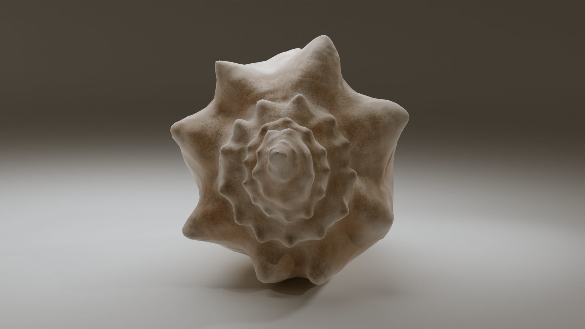 Conch Shell Low-poly 3D model_18