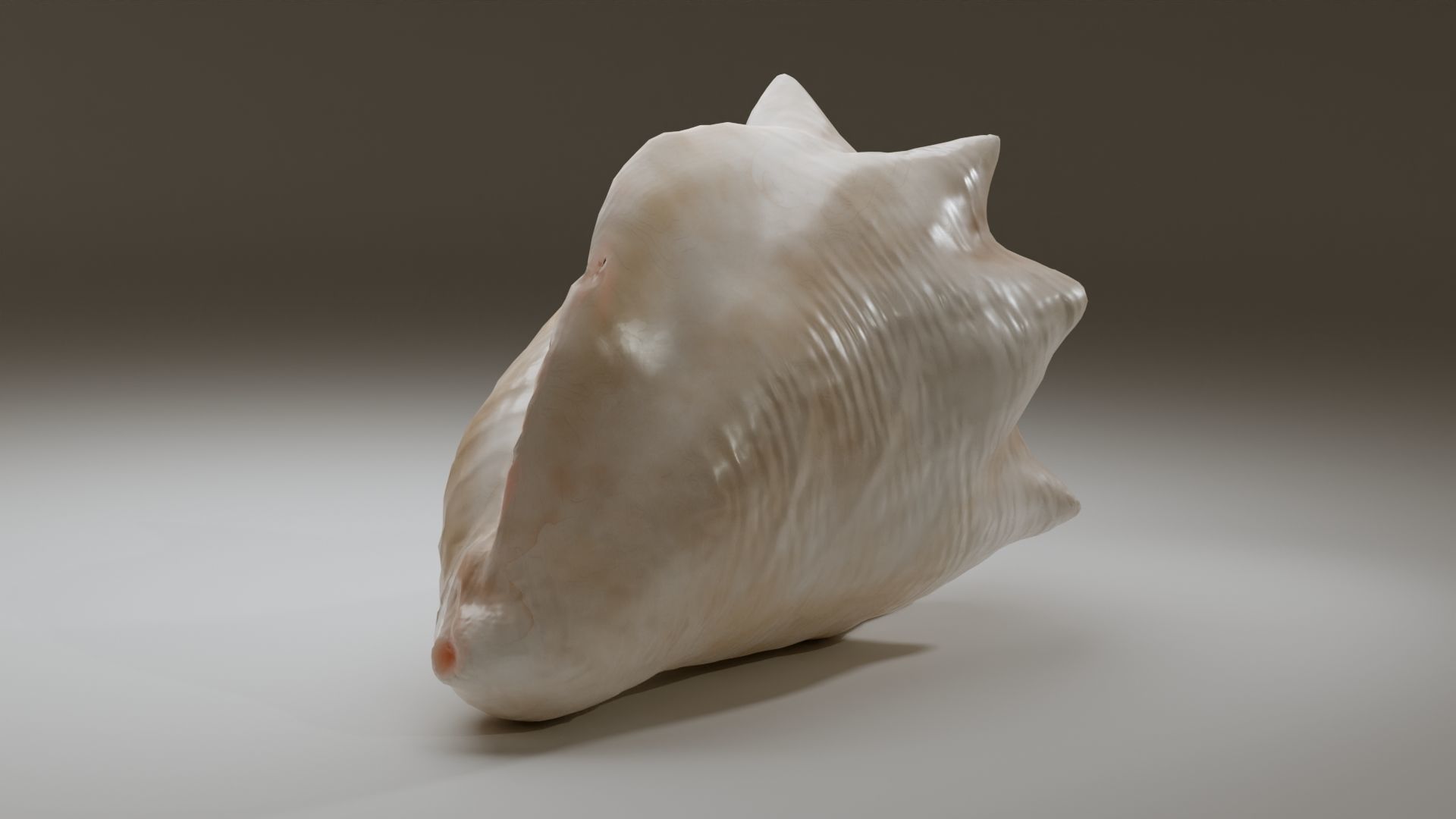 Conch Shell Low-poly 3D model_13