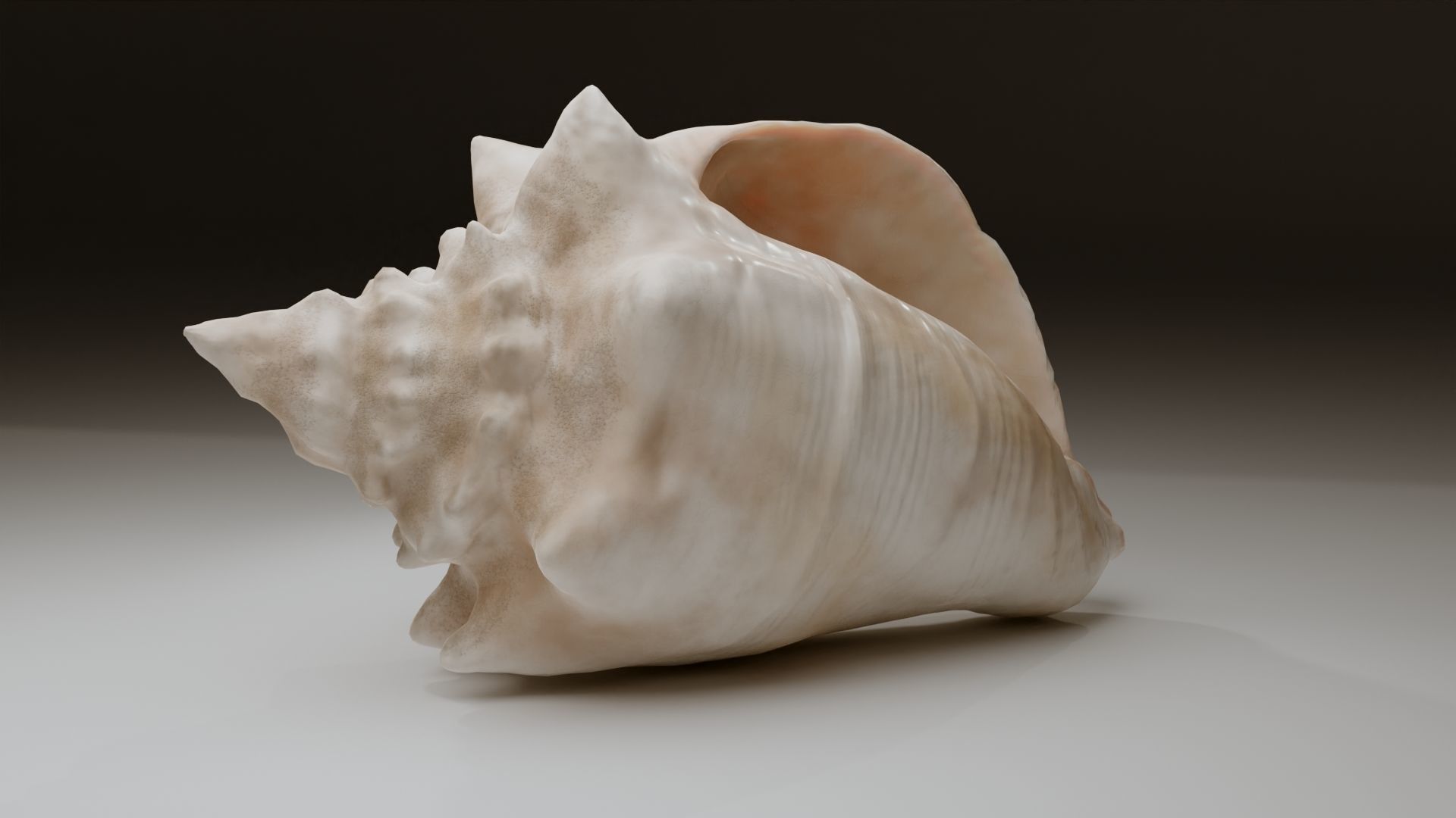 Conch Shell Low-poly 3D model_27