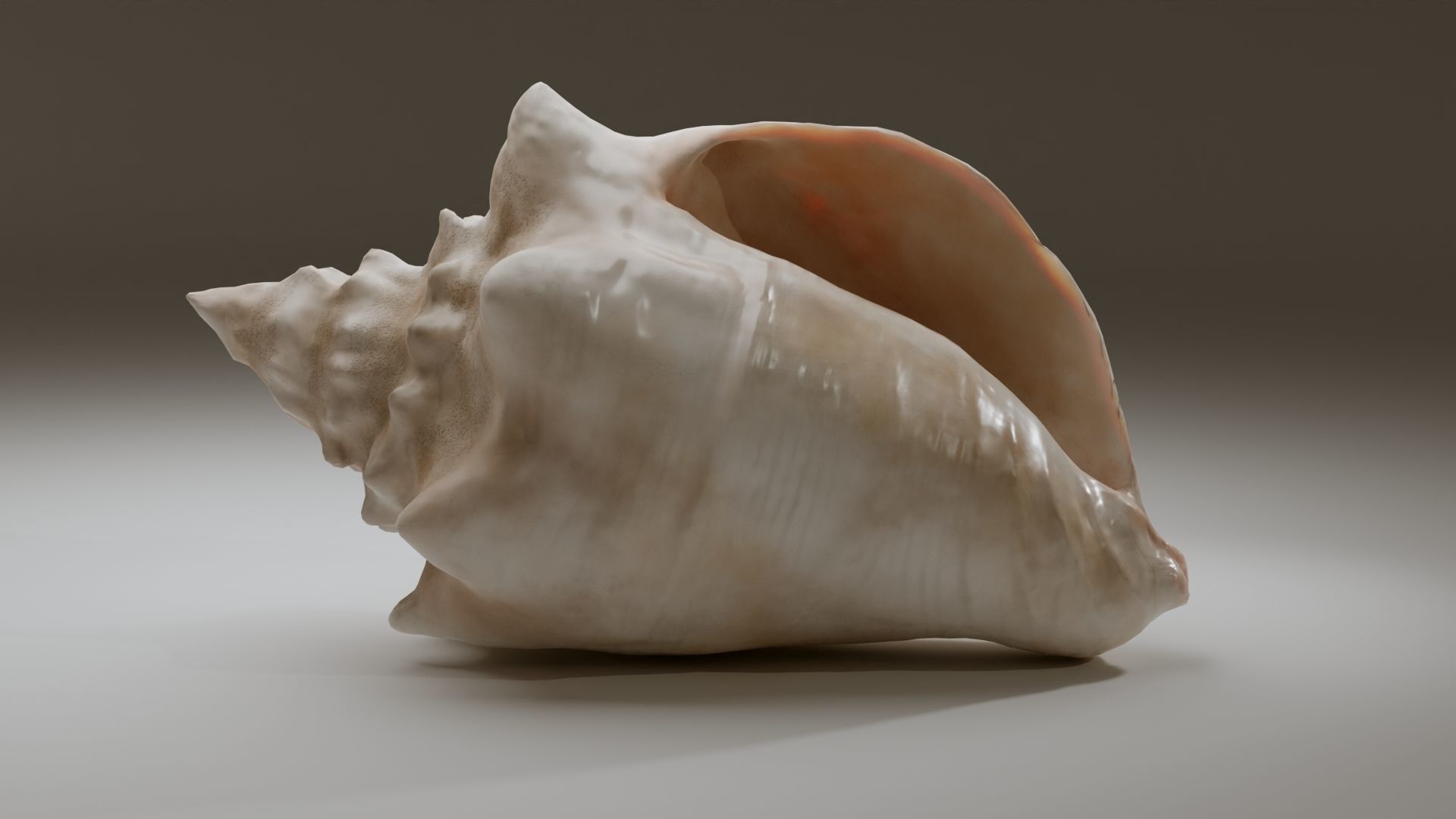 Conch Shell Low-poly 3D model_9