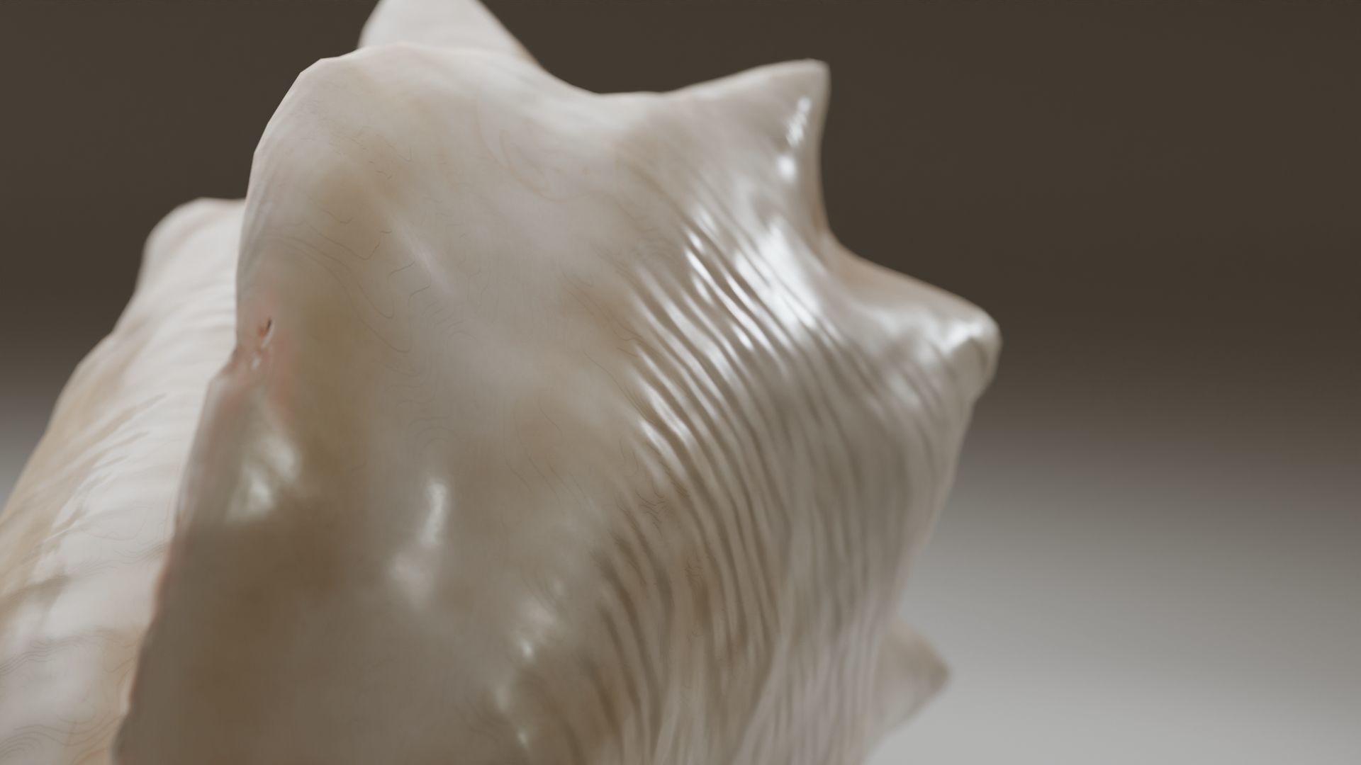 Conch Shell Low-poly 3D model_5