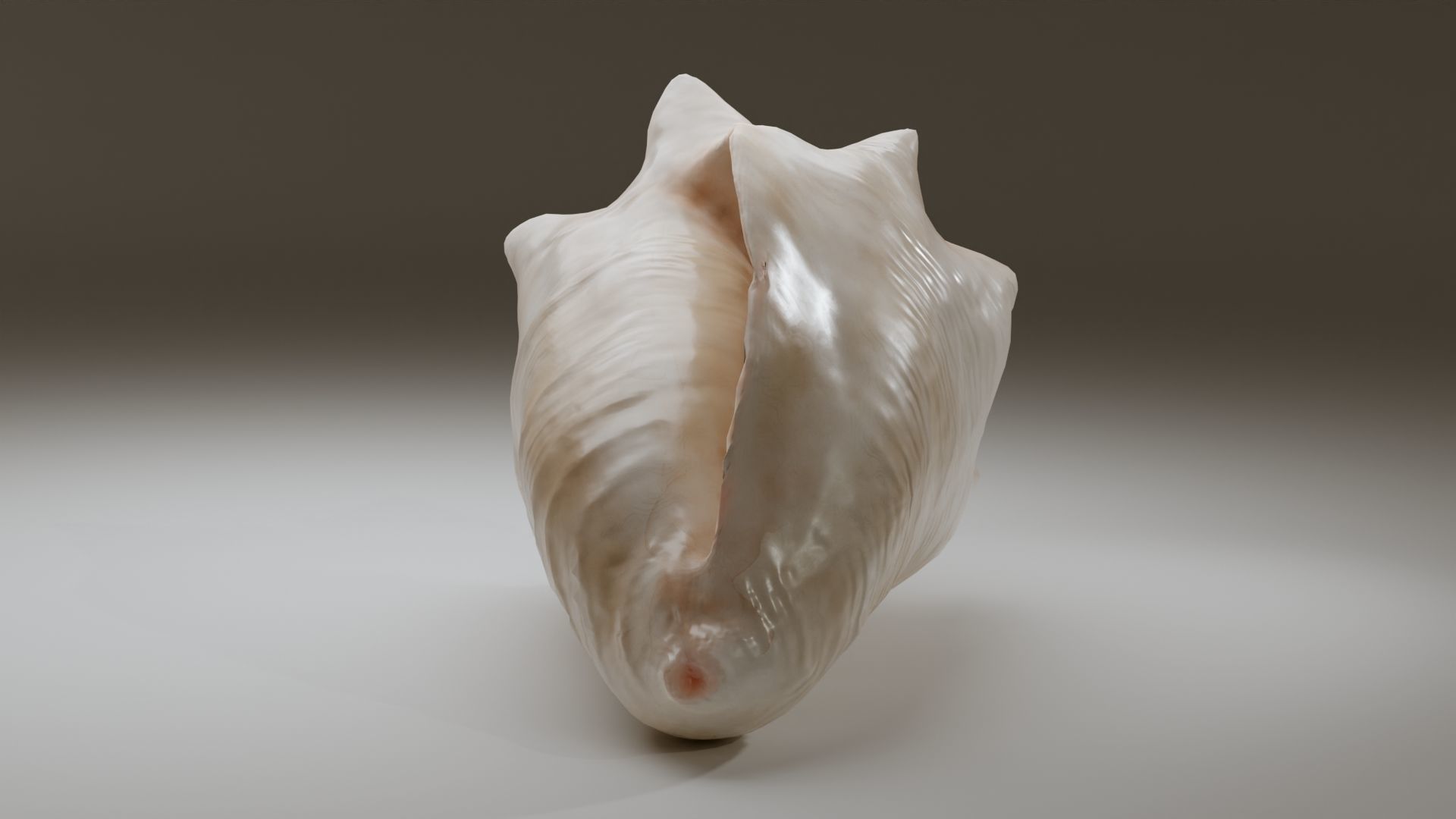 Conch Shell Low-poly 3D model_12