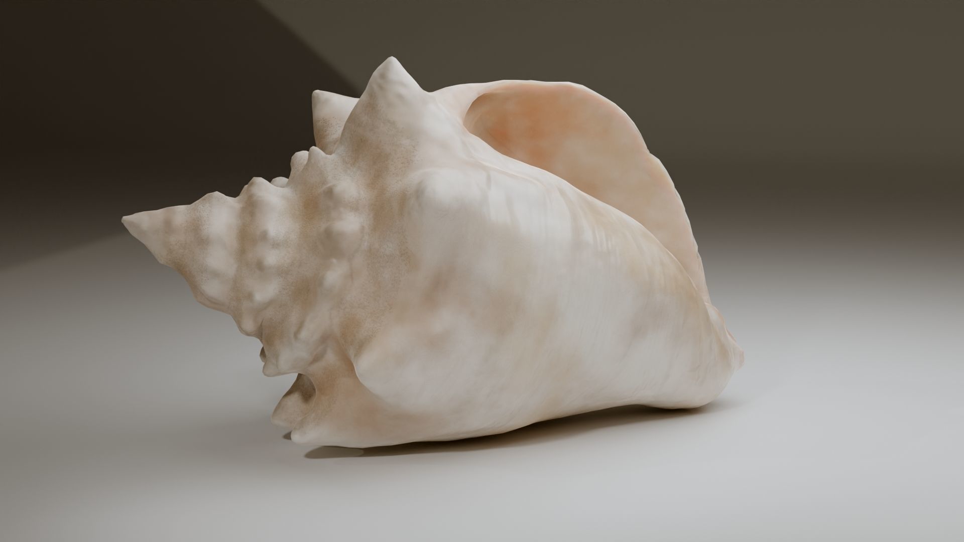 Conch Shell Low-poly 3D model_24