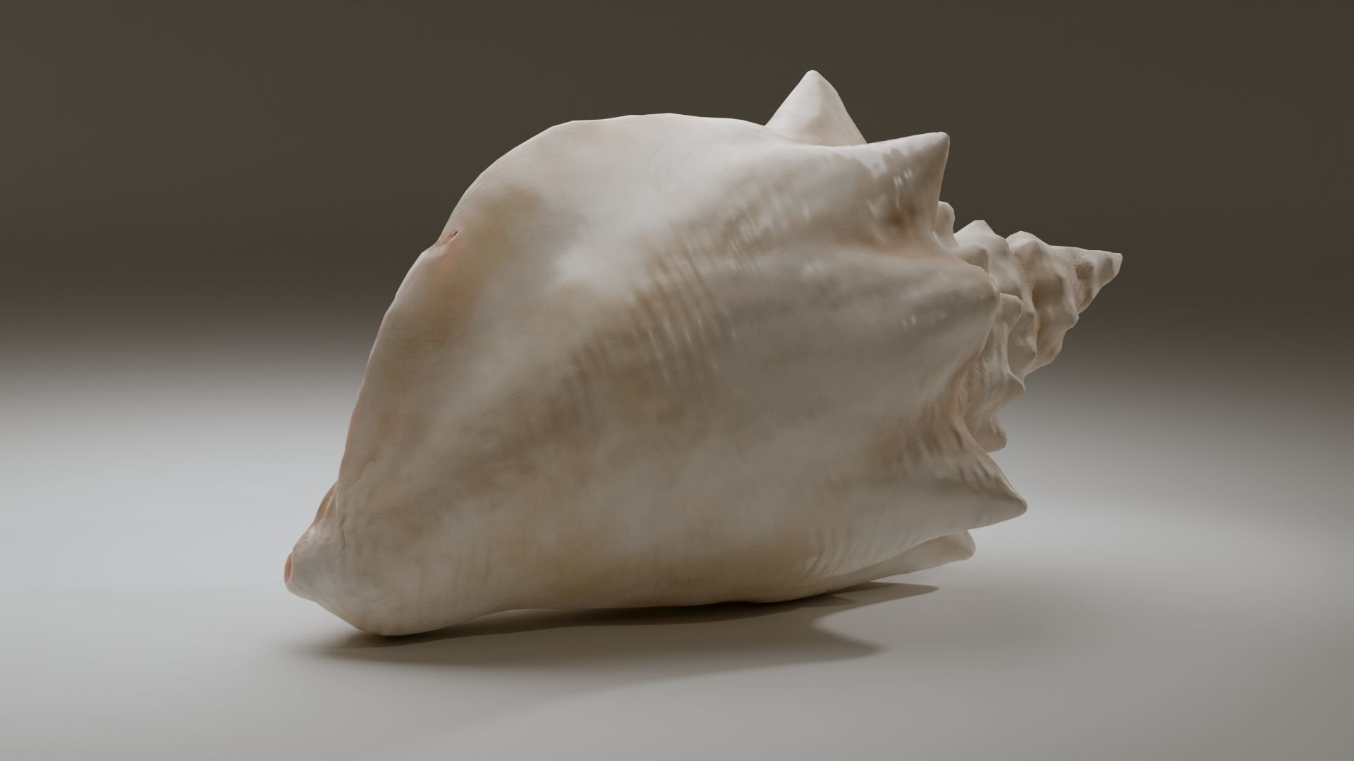 Conch Shell Low-poly 3D model_14