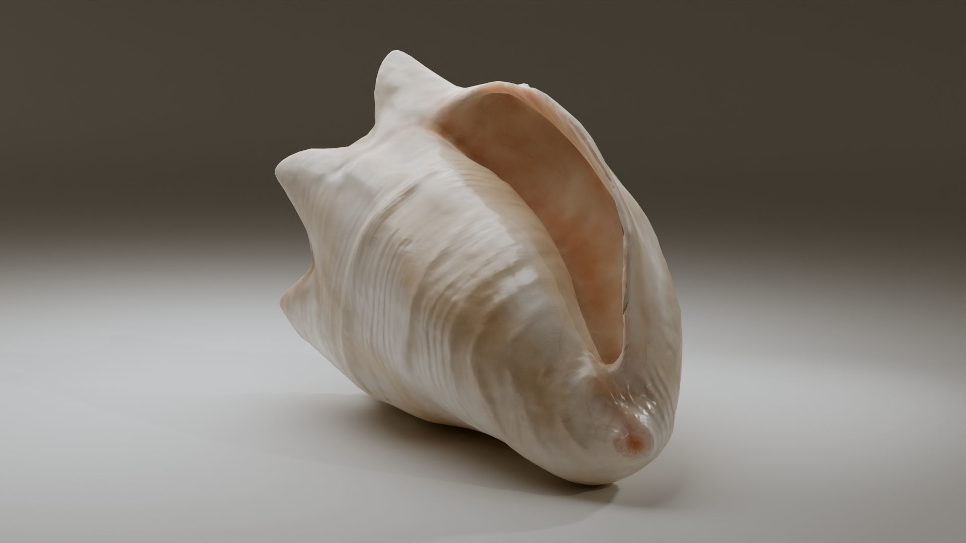 Conch Shell Low-poly 3D model_11