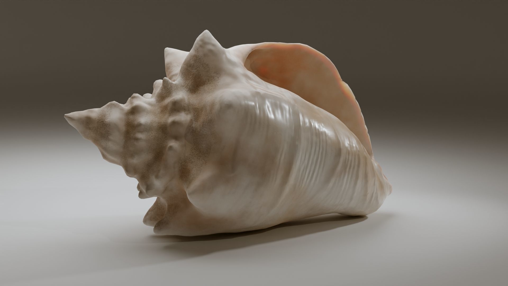 Conch Shell Low-poly 3D model_21