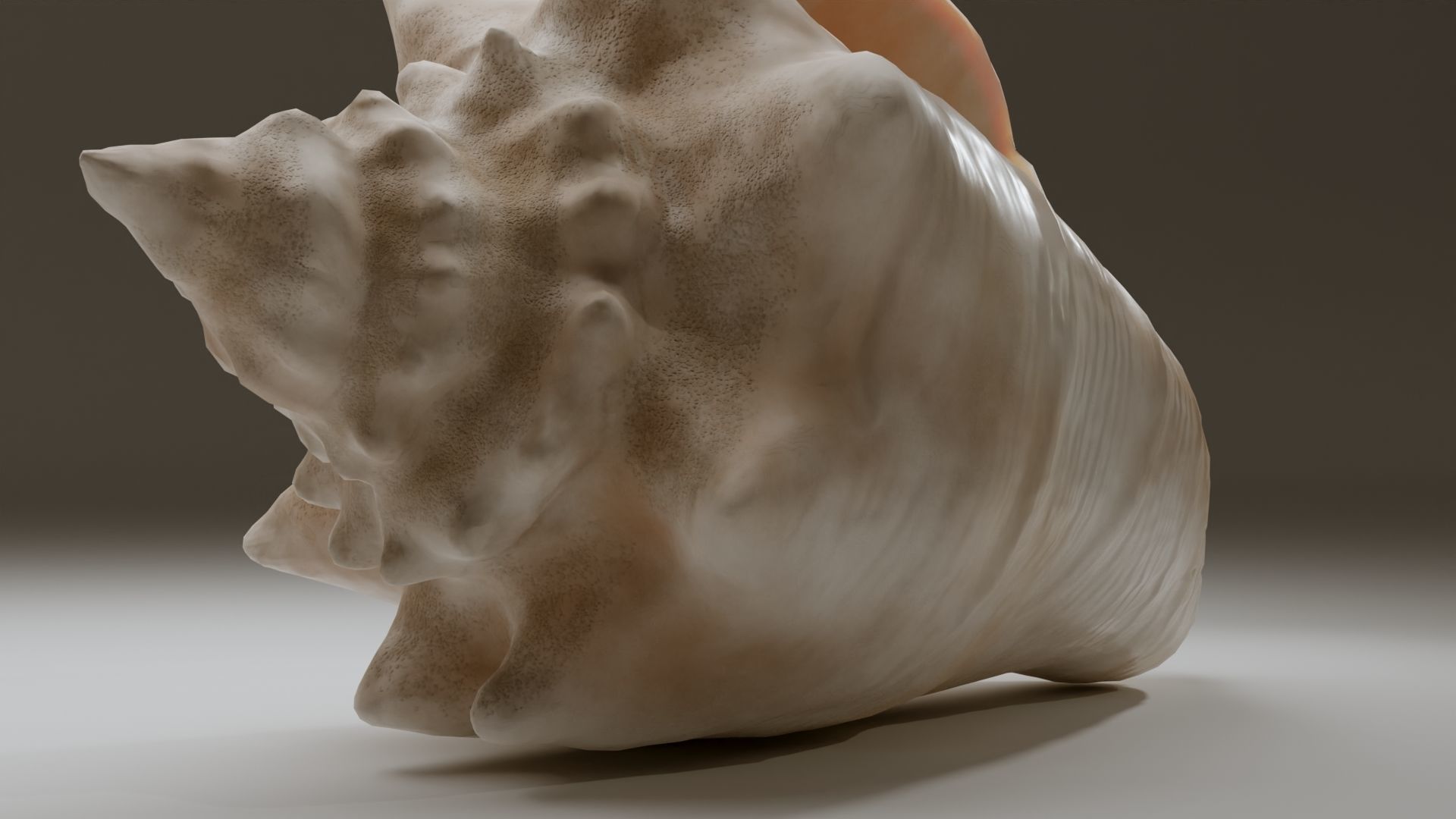 Conch Shell Low-poly 3D model_4