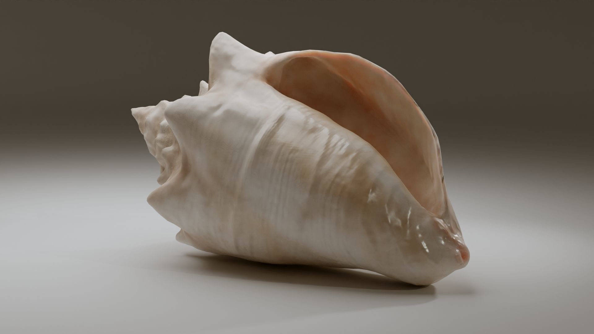 Conch Shell Low-poly 3D model_10