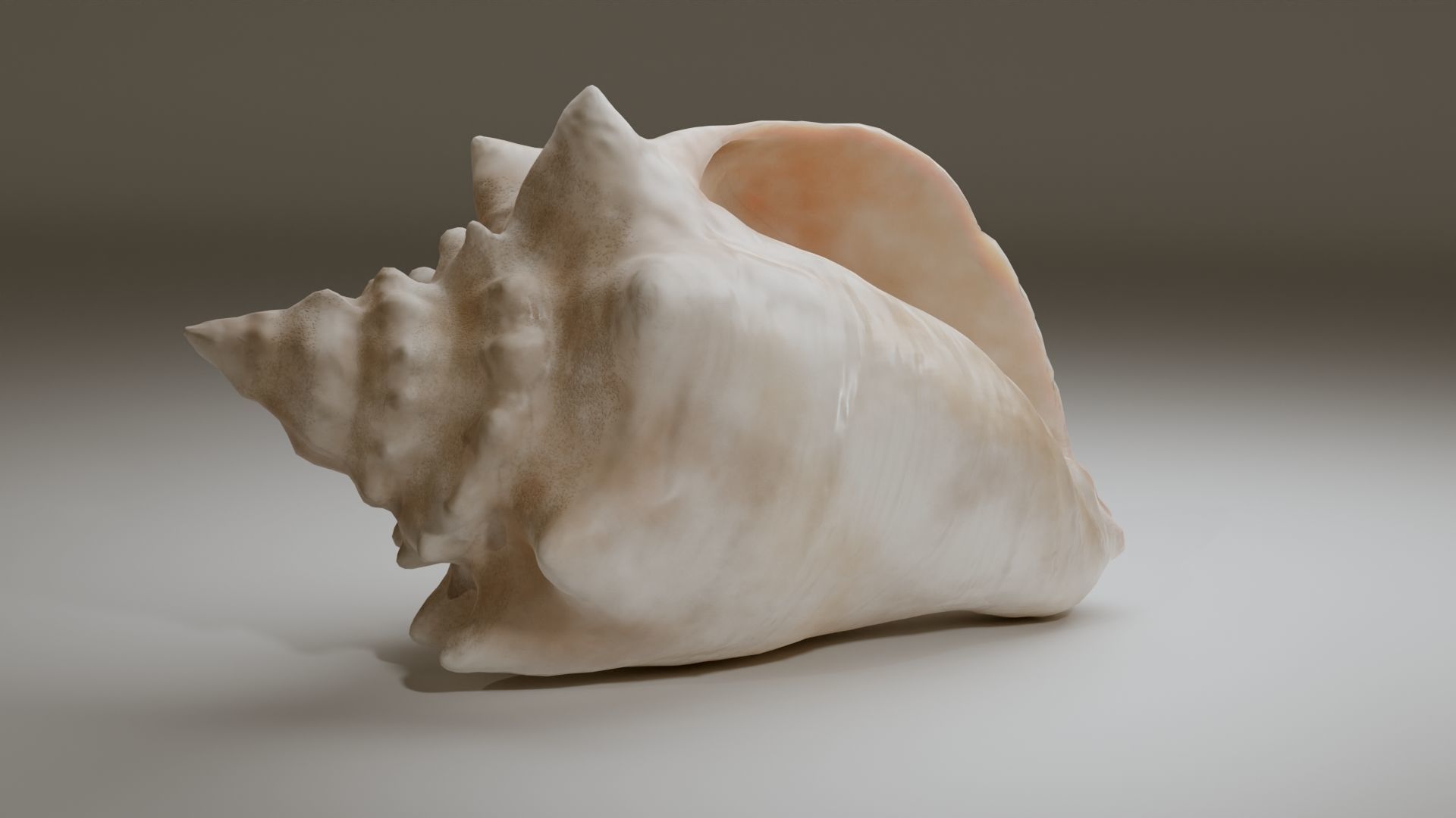 Conch Shell Low-poly 3D model_23