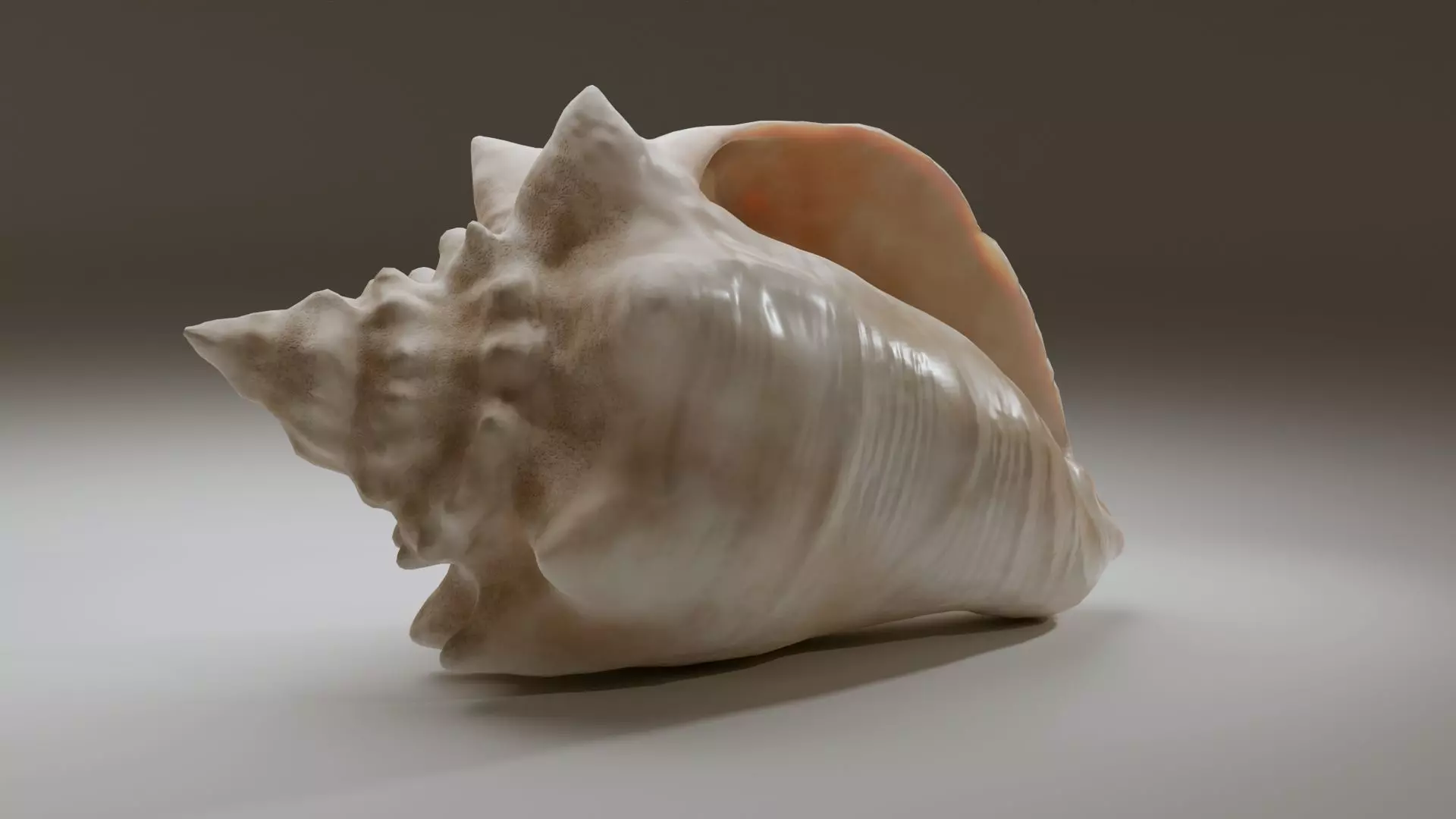 Conch Shell Low-poly 3D model_0