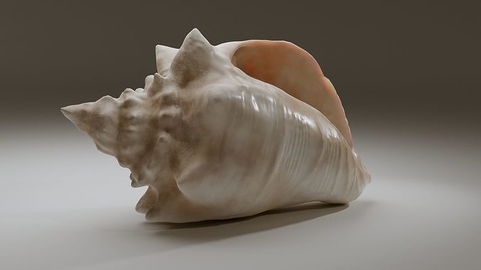 Conch Shell Low-poly 3D model