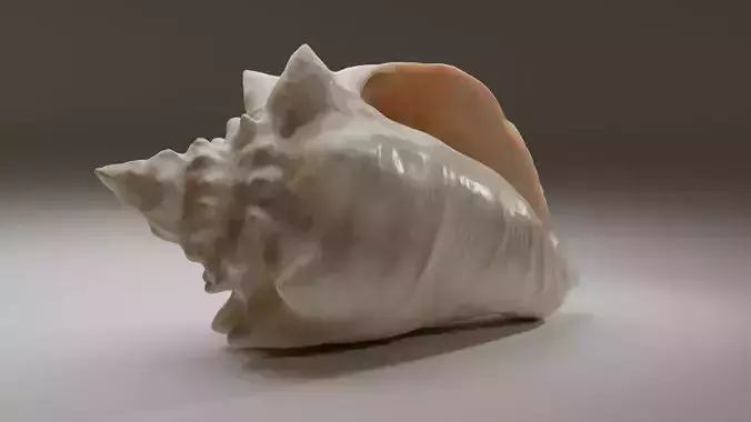 Conch Shell Low-poly 3D model