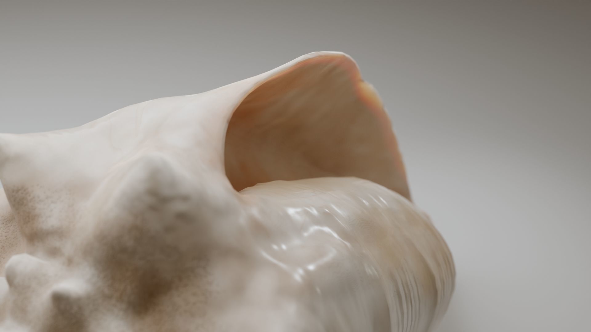 Conch Shell Low-poly 3D model_3