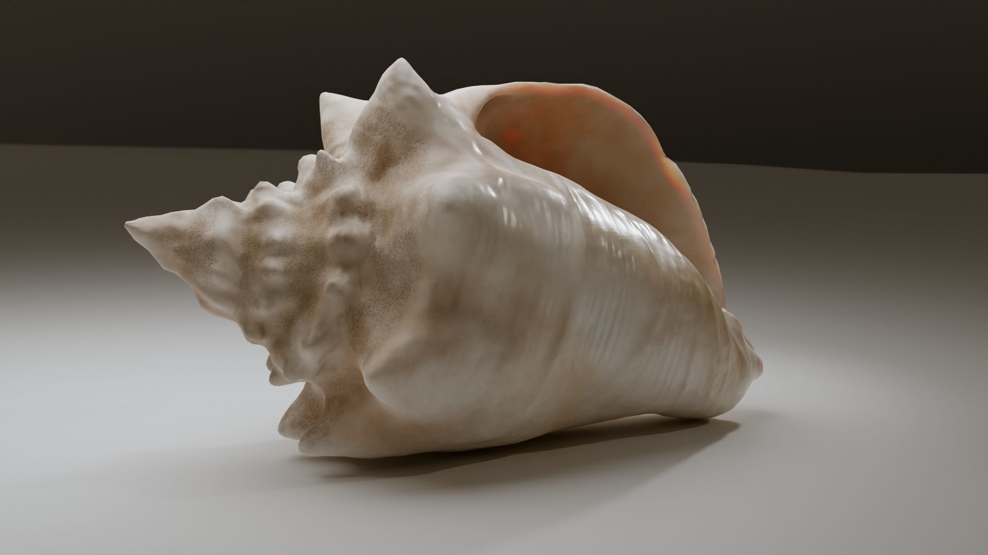 Conch Shell Low-poly 3D model_29