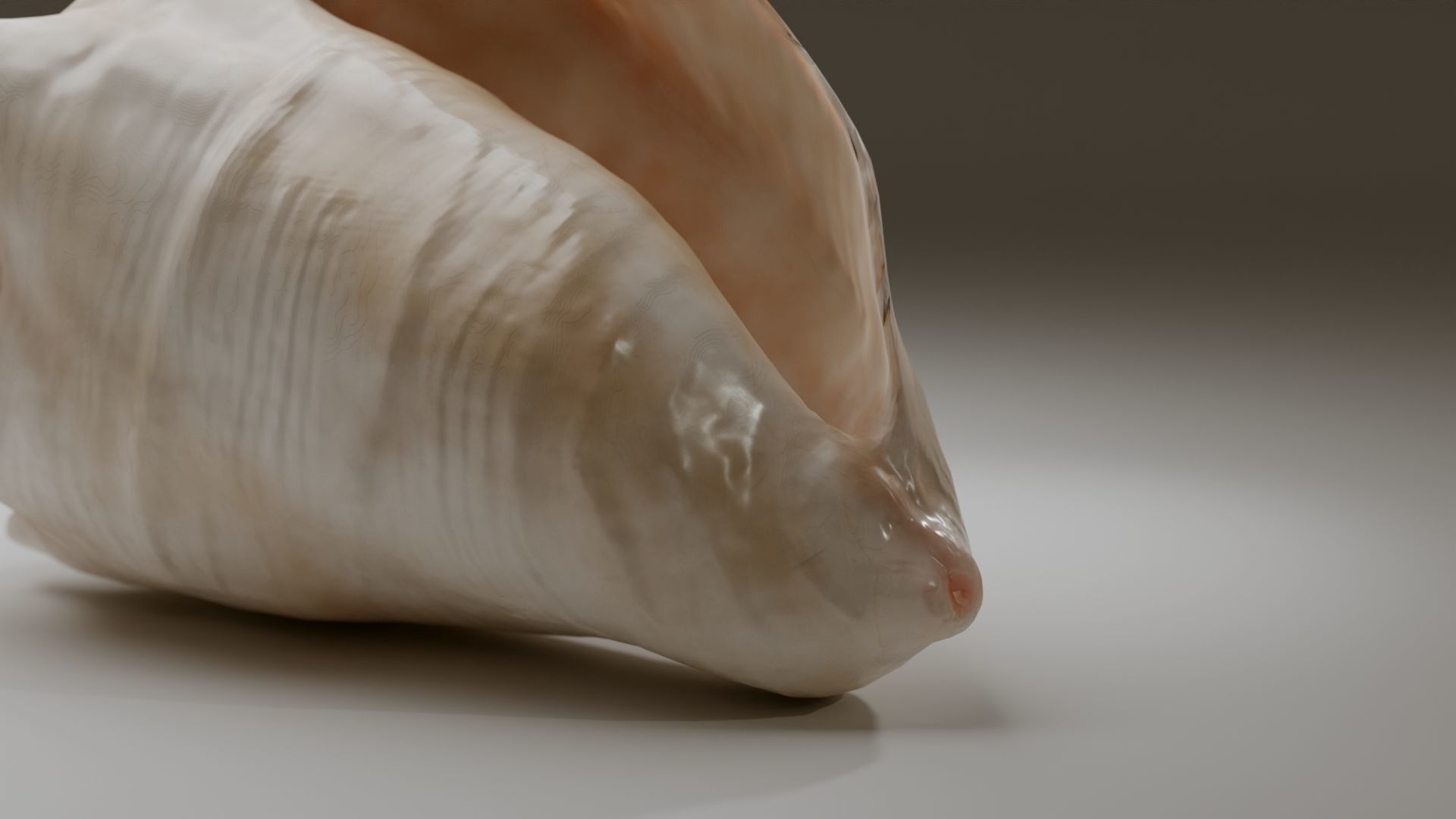 Conch Shell Low-poly 3D model_2