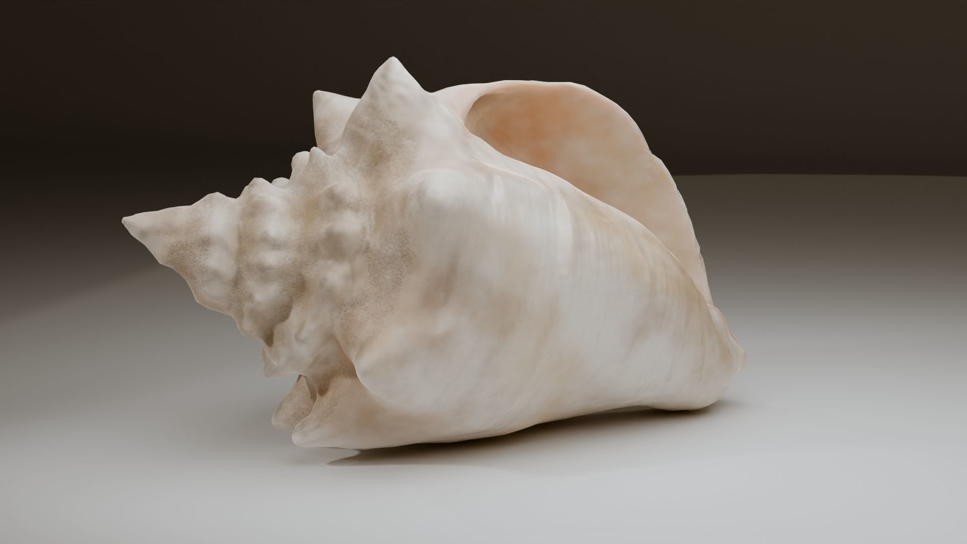 Conch Shell Low-poly 3D model_25