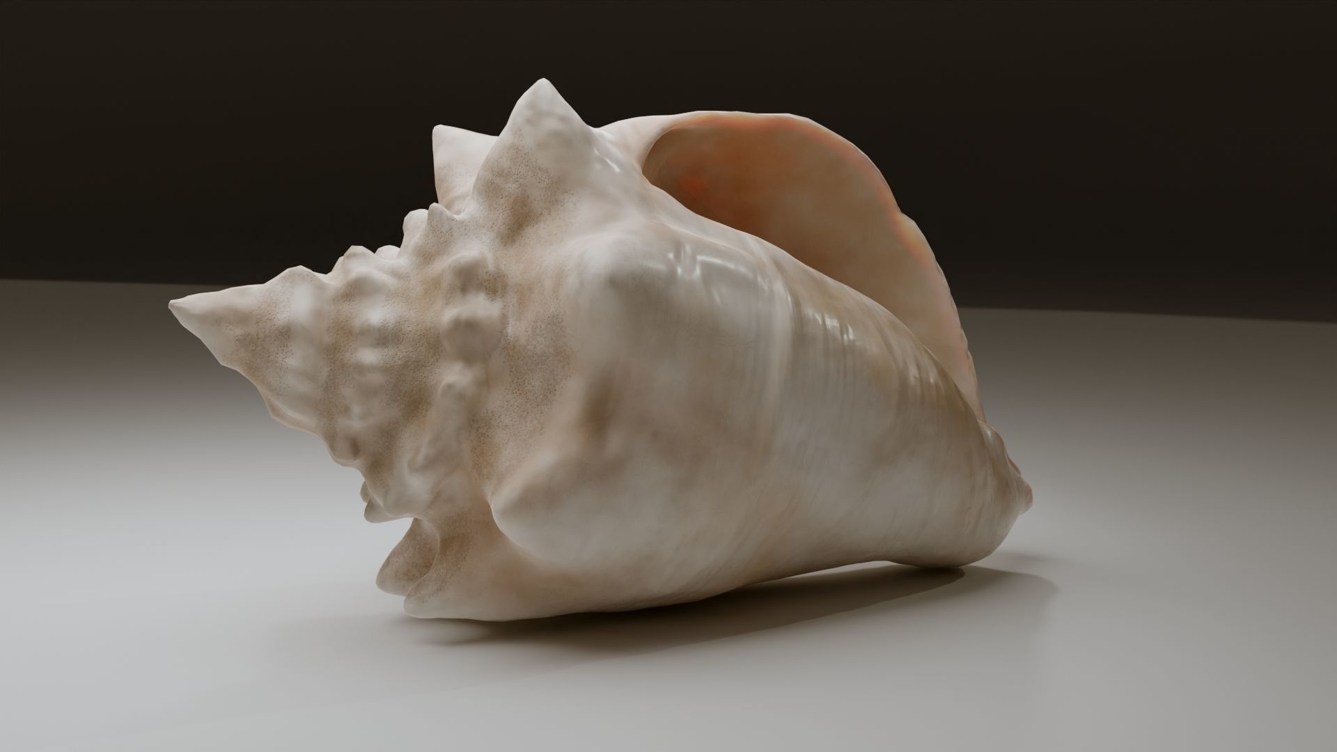Conch Shell Low-poly 3D model_28