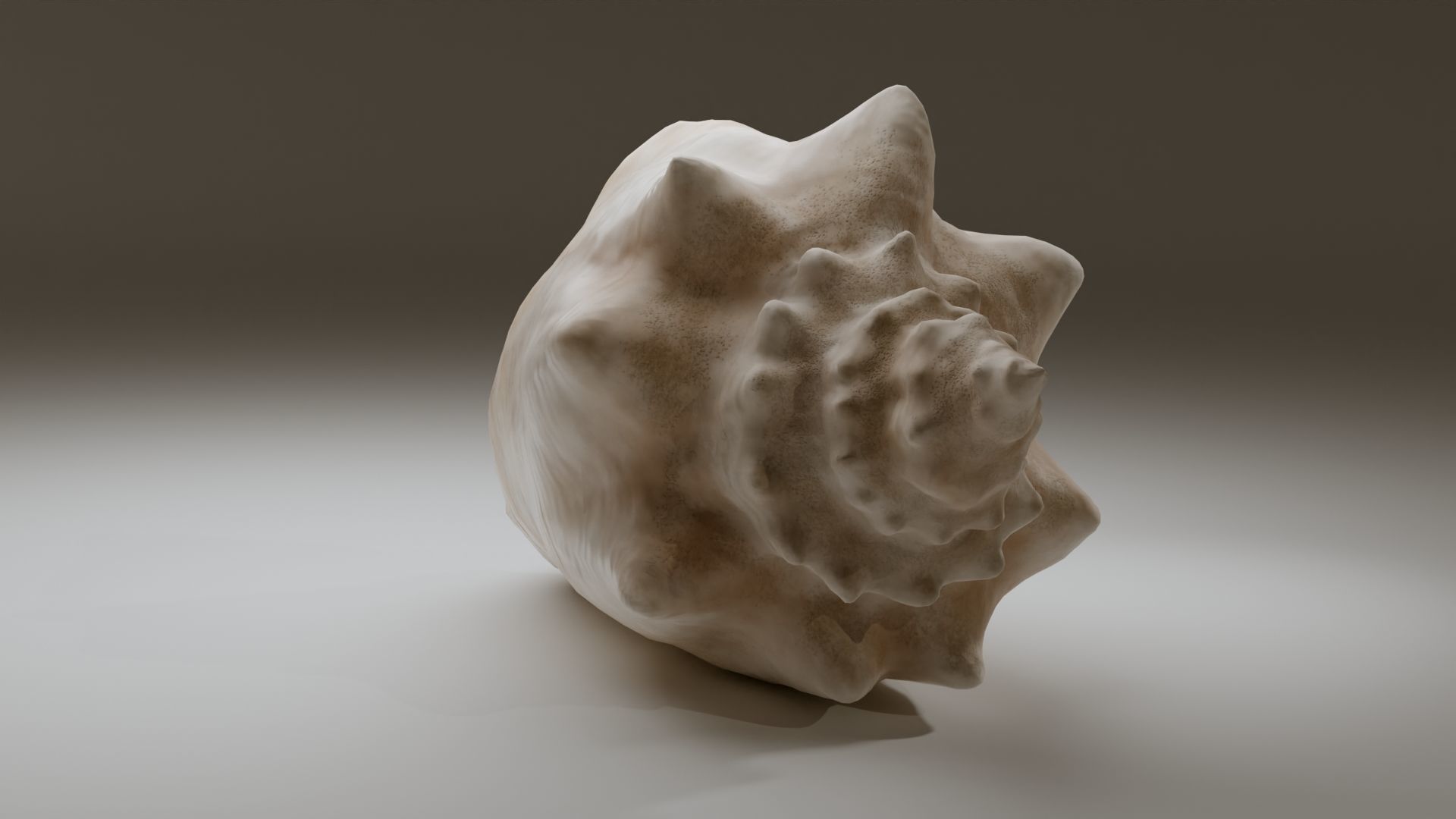 Conch Shell Low-poly 3D model_17