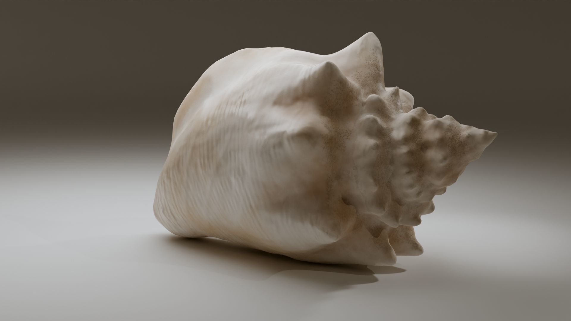 Conch Shell Low-poly 3D model_16