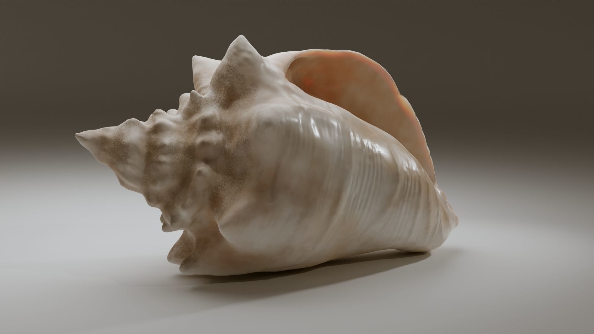 Conch Shell Low-poly 3D model_31