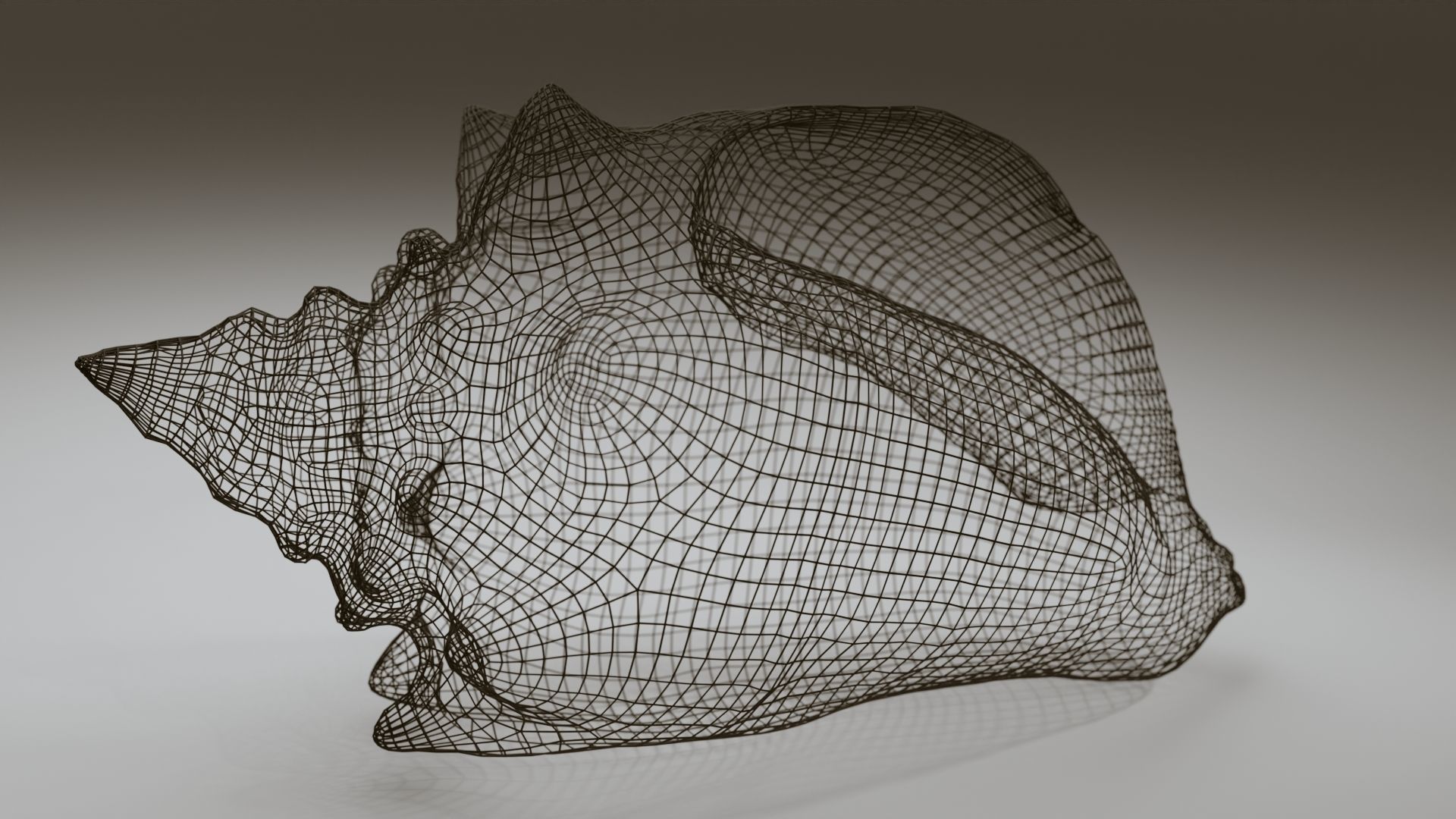 Conch Shell Low-poly 3D model_7