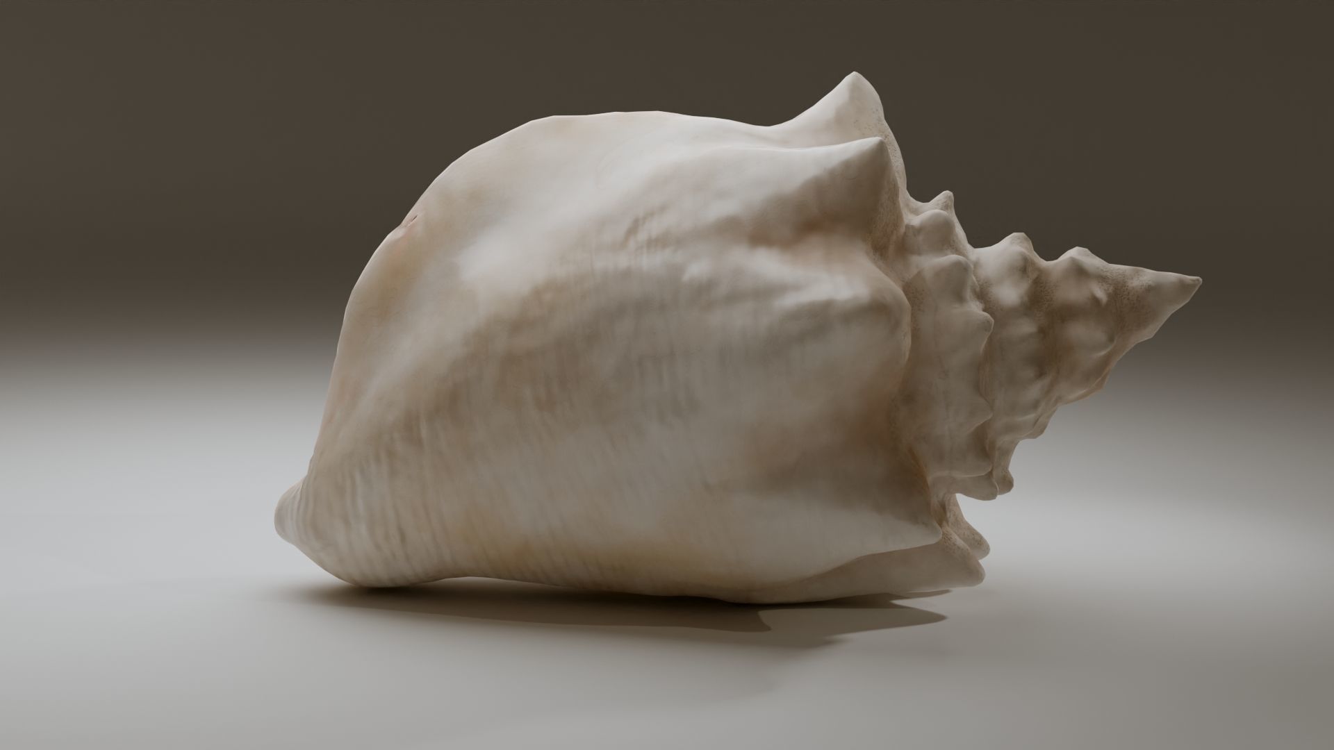 Conch Shell Low-poly 3D model_15