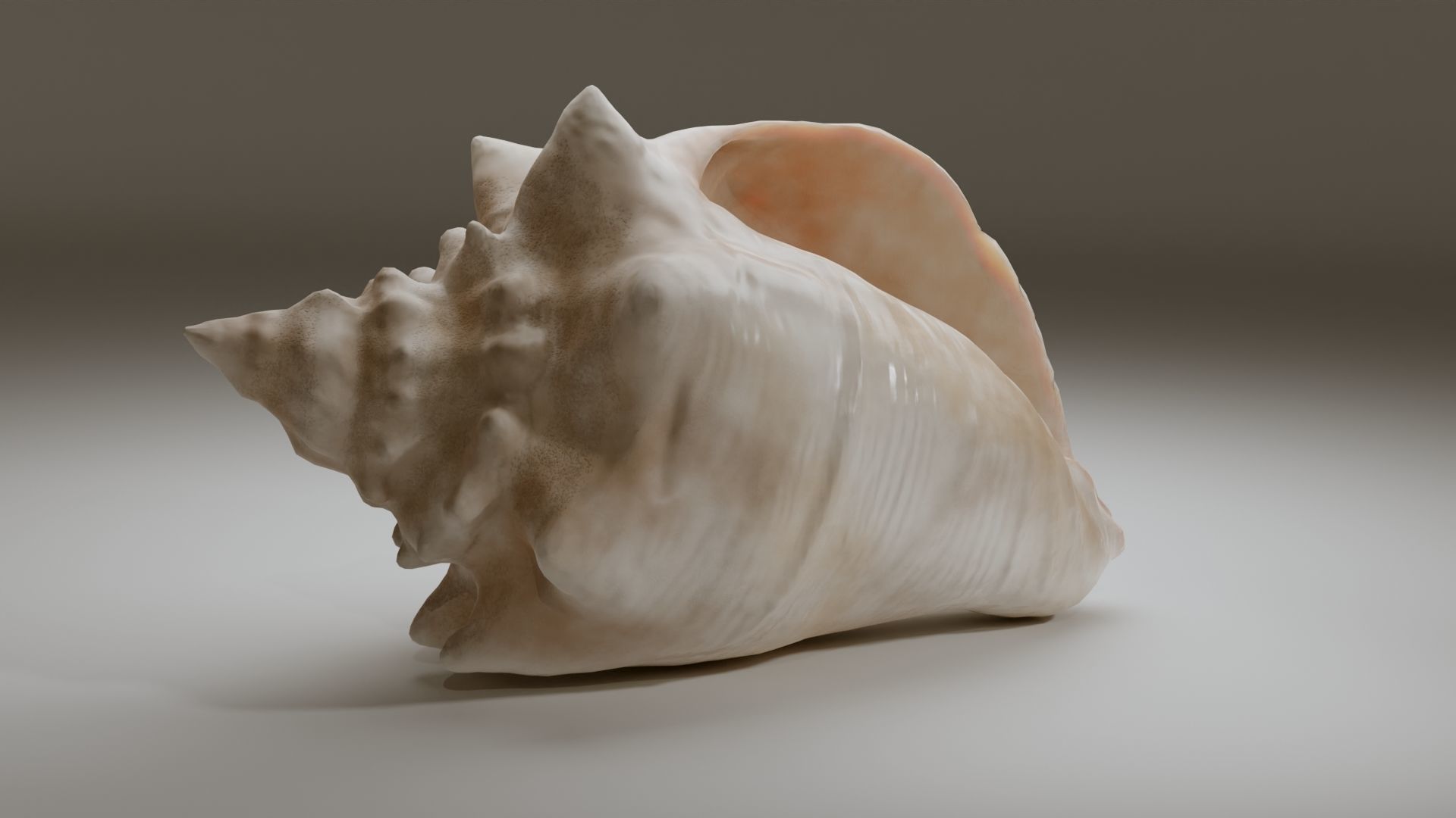 Conch Shell Low-poly 3D model_22